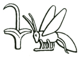 The rush and the bee, hieroglyphs from the royal title signifying King of Upper and Lower Egypt.